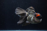 Thai Oranda  Tricolor 5.5 Inch (ID#1210To6b-103)