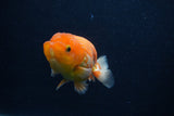 Juvenile Lionchu  Red White 3.5 Inch (ID#0103R11a-17) Free2Day SHIPPING