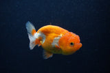 Juvenile Lionchu  Red White 3.5 Inch (ID#0103R11a-17) Free2Day SHIPPING