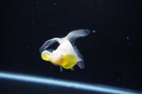 Bubble Eye  White 3.5 Inch (ID#311Be12c-80) Free2Day SHIPPING