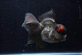 Thai Oranda  Tricolor 5.5 Inch (ID#1210To6b-103)