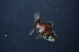 Baby Thai Oranda  Tricolor 2.5 Inch (ID#1022ToPTD-16) Free2Day SHIPPING