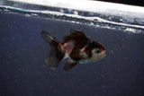 Baby Thai Oranda  Tricolor 2.5 Inch (ID#1022ToPTD-16) Free2Day SHIPPING