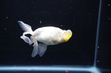 Bubble Eye  White 3.5 Inch (ID#311Be12c-80) Free2Day SHIPPING