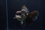 Thai Oranda  Tricolor 5.5 Inch (ID#1210To6b-103)