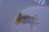 Bubble Eye  White 3.5 Inch (ID#311Be12c-80) Free2Day SHIPPING