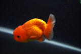 Juvenile Lionchu  Red White 3.5 Inch (ID#0103R11a-18) Free2Day SHIPPING