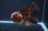 Thai Oranda  Red Black 5.5 Inch (ID#415T7b-85)