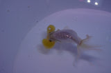 Bubble Eye  White 3.5 Inch (ID#311Be12c-80) Free2Day SHIPPING