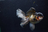 Thai Oranda  Tricolor 5.5 Inch (ID#1210To6b-104)