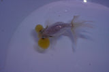 Bubble Eye  White 3.5 Inch (ID#311Be12c-80) Free2Day SHIPPING
