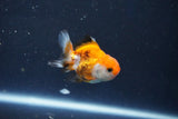 Baby Thai Oranda  Tricolor 2 Inch (ID#1022ToPTD-17) Free2Day SHIPPING