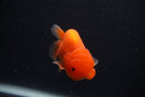 Juvenile Lionchu  Red White 3.5 Inch (ID#0103R11a-18) Free2Day SHIPPING