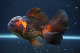 Thai Oranda  Red Black 5.5 Inch (ID#415T7b-85)