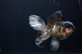 Thai Oranda  Tricolor 5.5 Inch (ID#1210To6b-104)