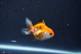 Baby Thai Oranda  Tricolor 2 Inch (ID#1022ToPTD-17) Free2Day SHIPPING