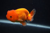 Juvenile Lionchu  Red White 3.5 Inch (ID#0103R11a-18) Free2Day SHIPPING