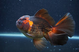 Thai Oranda  Red Black 5.5 Inch (ID#415T7b-85)
