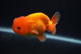 Juvenile Lionchu  Red White 3.5 Inch (ID#0103R11a-18) Free2Day SHIPPING