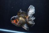 Thai Oranda  Tricolor 5.5 Inch (ID#1210To6b-104)