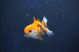 Baby Thai Oranda  Tricolor 2 Inch (ID#1022ToPTD-17) Free2Day SHIPPING