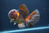 Thai Oranda  Red Black 5.5 Inch (ID#415T7b-85)