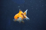 Baby Thai Oranda  Tricolor 2 Inch (ID#1022ToPTD-17) Free2Day SHIPPING