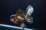 Thai Oranda  Tricolor 5.5 Inch (ID#1210To6b-104)