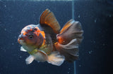 Thai Oranda  Red Black 5.5 Inch (ID#415T7b-85)