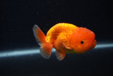 Juvenile Lionchu  Red White 3.5 Inch (ID#0103R11a-18) Free2Day SHIPPING