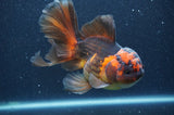 Thai Oranda  Red Black 5.5 Inch (ID#415T7b-85)