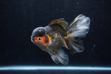 Thai Oranda  Tricolor 5.5 Inch (ID#1210To6b-104)