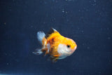 Baby Thai Oranda  Tricolor 2 Inch (ID#1022ToPTD-17) Free2Day SHIPPING