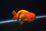 Juvenile Lionchu  Red White 3.5 Inch (ID#0103R11a-18) Free2Day SHIPPING