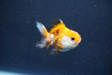 Baby Thai Oranda  Tricolor 2 Inch (ID#1022ToPTD-17) Free2Day SHIPPING