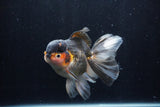 Thai Oranda  Tricolor 5.5 Inch (ID#1210To6b-104)