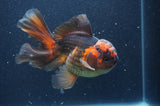 Thai Oranda  Red Black 5.5 Inch (ID#415T7b-85)