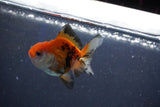 Baby Thai Oranda  Tricolor 2 Inch (ID#1022ToPTD-17) Free2Day SHIPPING