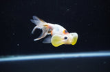 Bubble Eye  Calico 3.5 Inch (ID#311Be12c-81) Free2Day SHIPPING