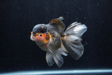 Thai Oranda  Tricolor 5.5 Inch (ID#1210To6b-104)