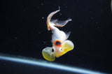 Bubble Eye  Calico 3.5 Inch (ID#311Be12c-81) Free2Day SHIPPING