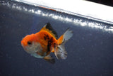 Baby Thai Oranda  Tricolor 2 Inch (ID#1022ToPTD-17) Free2Day SHIPPING