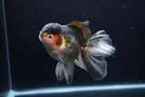 Thai Oranda  Tricolor 5.5 Inch (ID#1210To6b-104)