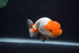 Juvenile Lionchu  Red White 3.5 Inch (ID#0107R11b-7) Free2Day SHIPPING