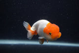 Juvenile Lionchu  Red White 3.5 Inch (ID#0107R11b-7) Free2Day SHIPPING