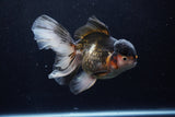 Thai Oranda  Tricolor 5.5 Inch (ID#1210To6b-104)