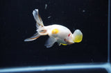Bubble Eye  Calico 3.5 Inch (ID#311Be12c-81) Free2Day SHIPPING