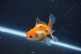 Baby Thai Oranda  Tricolor 2.5 Inch (ID#1022ToPTD-18) Free2Day SHIPPING