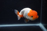 Juvenile Lionchu  Red White 3.5 Inch (ID#0107R11b-7) Free2Day SHIPPING