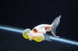 Bubble Eye  Calico 3.5 Inch (ID#311Be12c-81) Free2Day SHIPPING
